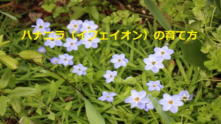 ハナニラ(イフェイオン)の育て方 | 花を育てるしあわせ