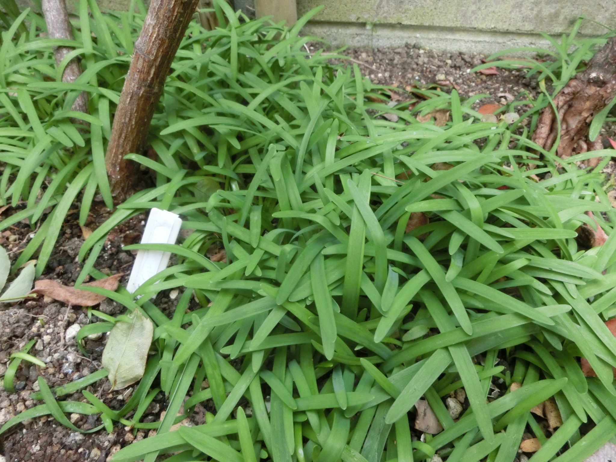 ハナニラ(イフェイオン)の育て方 | 花を育てるしあわせ