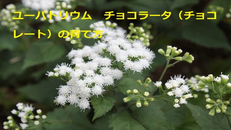 eupatorium-rugosum-chocolate11