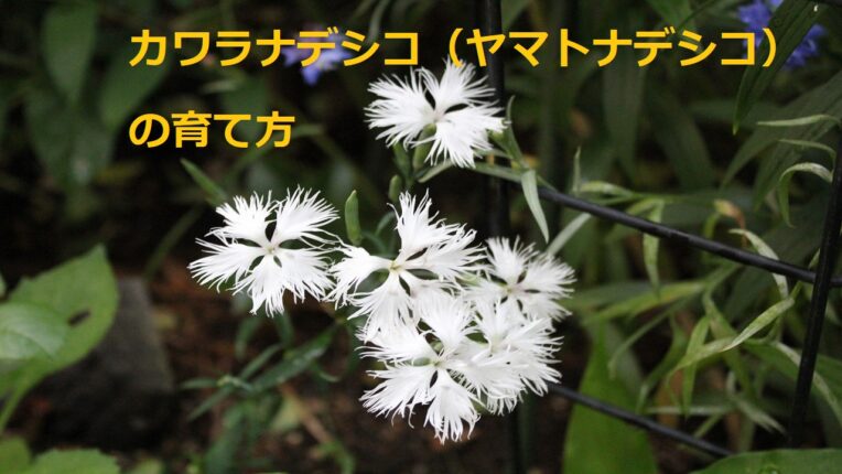 dianthus-superbus-var-