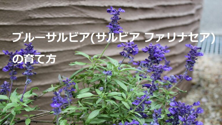 ブルーサルビア(サルビア ファリナセア)の育て方/種まきや植え付け、お手入れの仕方などを紹介 | 花を育てるしあわせ