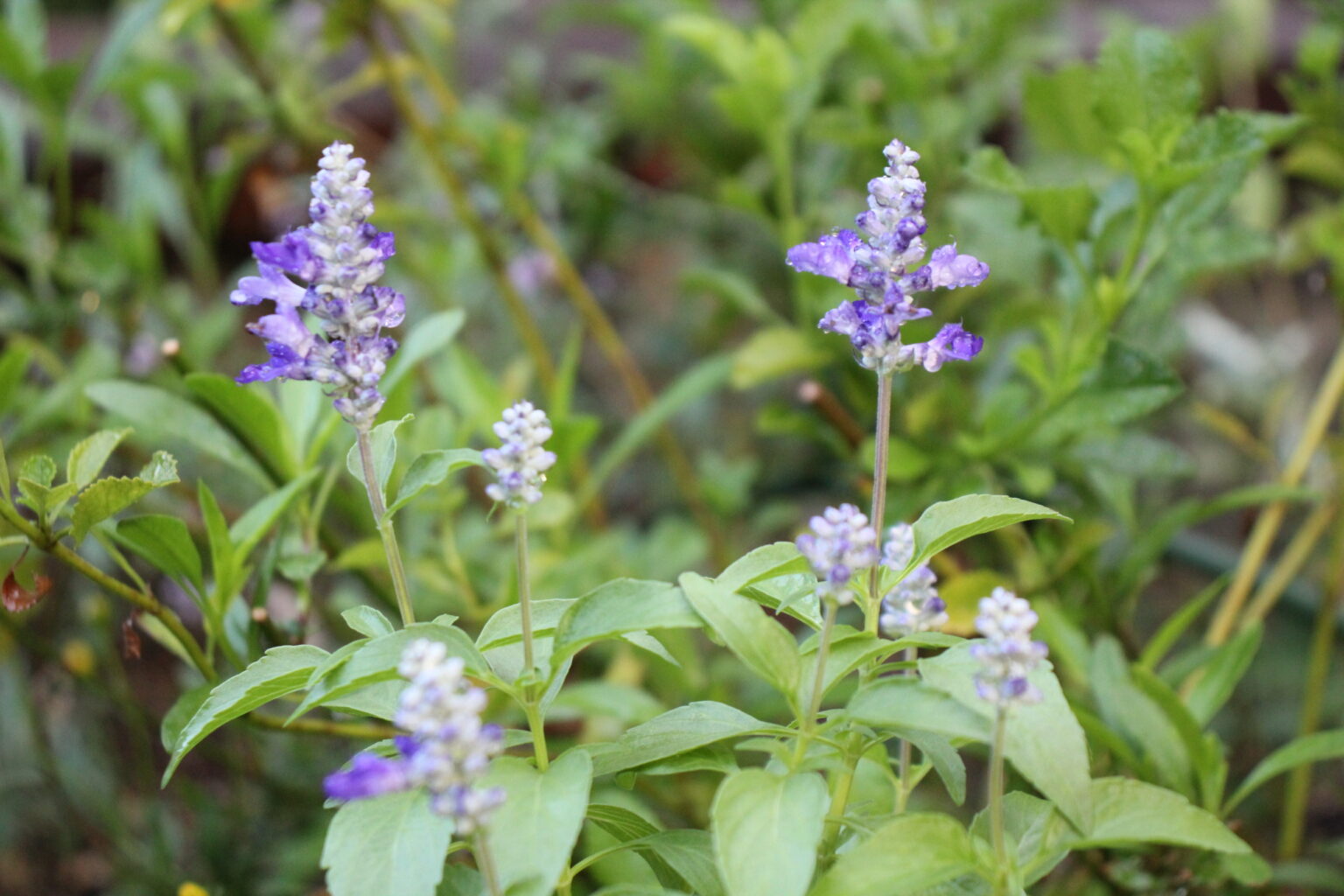 ブルーサルビア(サルビア ファリナセア)の育て方/種まきや植え付け、お手入れの仕方などを紹介 | 花を育てるしあわせ