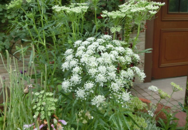 レースフラワーの育て方／種まきや植え付け、お手入れの仕方など | 花