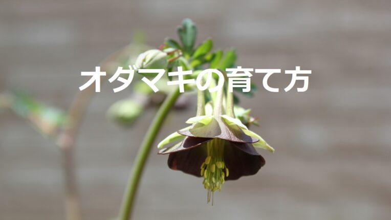 オダマキの育て方/種まきや植え付け、お手入れの仕方など | 花を育てる