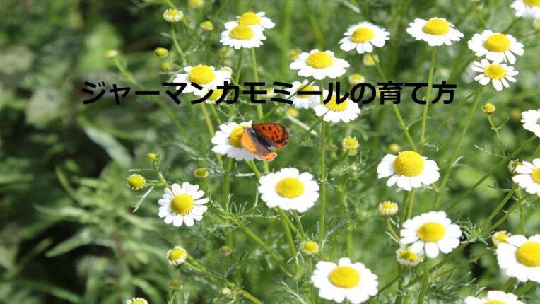 ジャーマンカモミールの育て方/種まきや植え付け、お手入れの仕方など