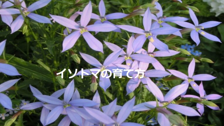 イソトマの育て方/種まきや植え付け、お手入れの仕方など | 花を育てる