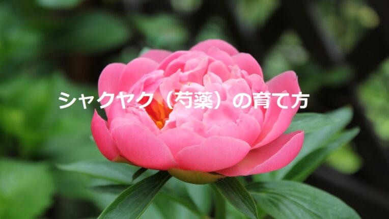 シャクヤク（芍薬）の育て方/植え付けや株分け、お手入れの仕方など