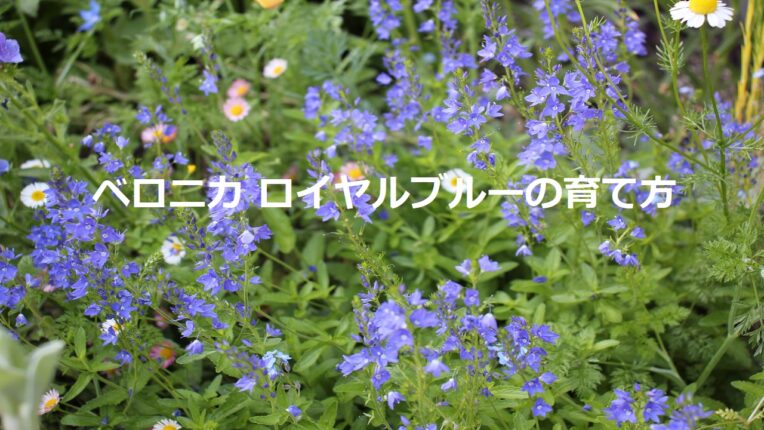 ベロニカ ロイヤルブルーの育て方/植え付けや増やし方、お手入れの仕方
